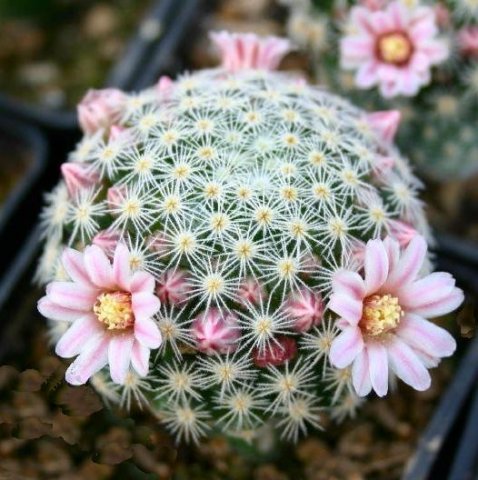 Mammillaria_schiedeana_ssp_giselae